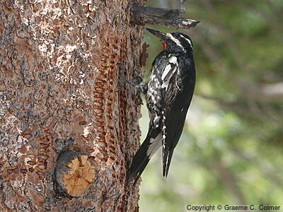 Williamson's Sapsucker (Sphyrapicus thyroideus) - Male drilling “sap wells”