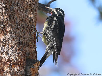 Williamson's Sapsucker (Sphyrapicus thyroideus) - Adult male