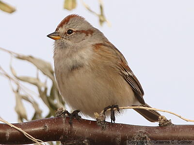 American Tree Sparrow (Spizelloides arborea) - Adult