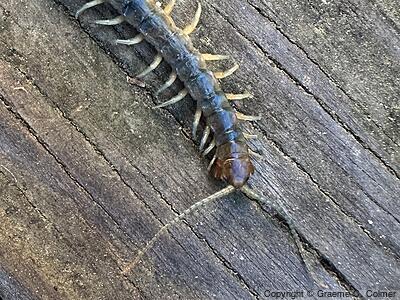 Common Desert Centipede (Scolopendra polymorpha) - Adult