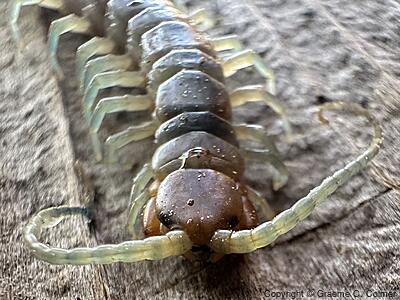 Common Desert Centipede (Scolopendra polymorpha) - Adult