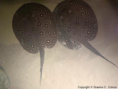 Potamotrygon motoro - Adults