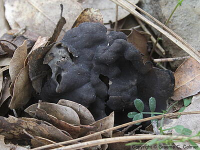 Black Elfin Saddle (Helvella lacunosa) - Black Elfin Saddle