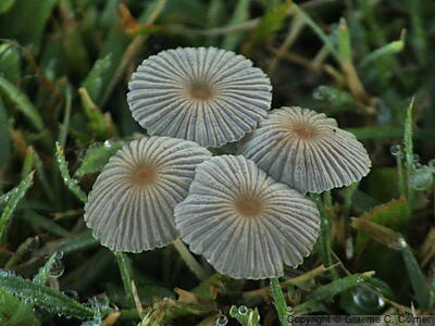 Pleated Inkcap (Parasola plicatilis) - Pleated Inkcap