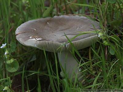 Stubble Rosegill (Volvopluteus gloiocephalus) - Stubble Rosegill