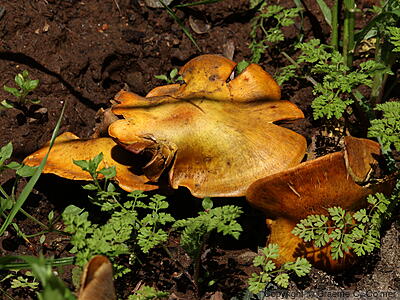 Western Jack-o'-lantern Mushroom (Omphalotus olivascens) - Western Jack-o'-lantern Mushroom