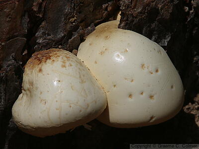 Veiled Polypore (Cryptoporus volvatus) - Veiled Polypore