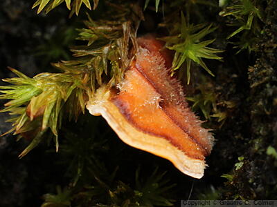 Turkey Tail (Trametes versicolor) - Turkey Tail