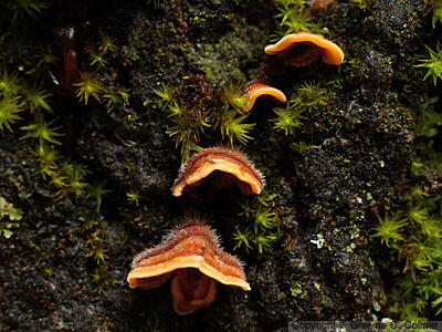 Turkey Tail (Trametes versicolor) - Turkey Tail