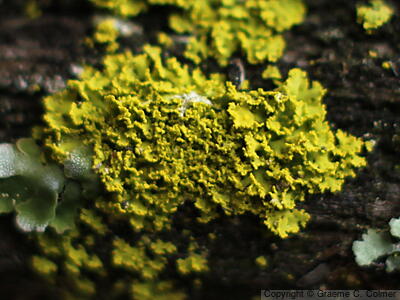 Xanthoria parietina - Maritime Sunburst Lichen