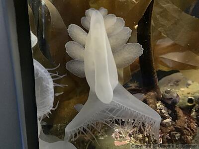 Lion Nudibranch (Melibe leonina) - Adult