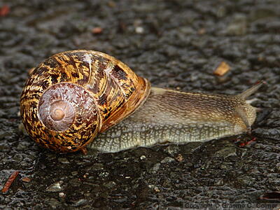 Brown Gardensnail (Helix aspersa) - Adult