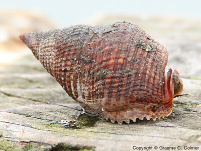 Channeled Nassa (Nassarius fossatus) - Adult