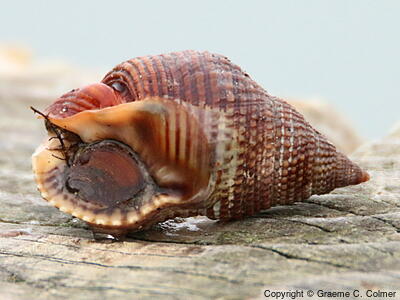 Channeled Nassa (Nassarius fossatus) - Adult