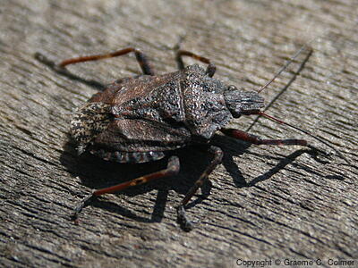 Brochymena affinis - Adult