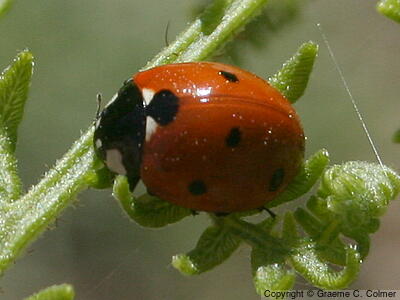 Sevenspotted Lady Beetle (Coccinella septempunctata) - Adult