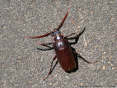 California Prionus (Prionus californicus) - Adult