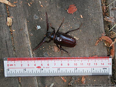 California Prionus (Prionus californicus) - Adult