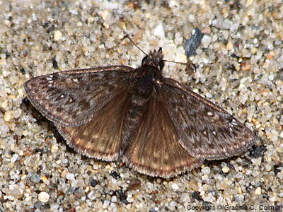 Propertius Duskywing (Erynnis propertius) - Adult