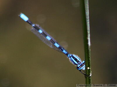 Common Blue Damselfly (Enallagma cyathigerum) - Adult