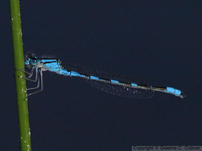 Common Blue Damselfly (Enallagma cyathigerum) - Adult