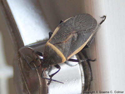 California Bordered Plant Bug (Largus californicus) - Adult