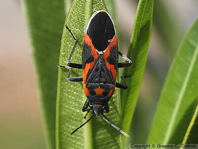 Small Milkweed Bug (Lygaeus kalmii) - Adult