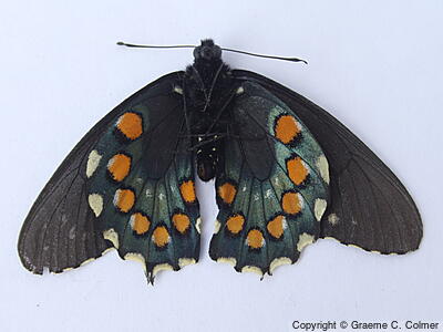 Pipevine Swallowtail (Battus philenor) - Underside