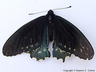 Pipevine Swallowtail (Battus philenor) - Upperside