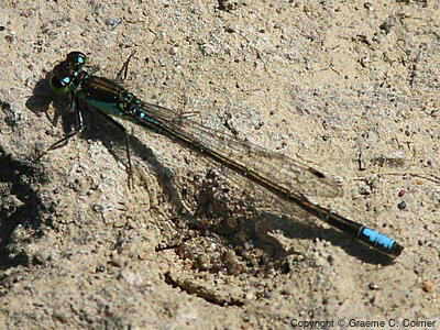 Pacific Forktail (Ischnura cervula) - Adult