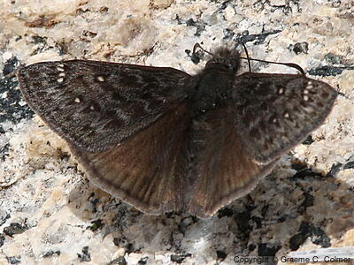 Propertius Duskywing (Erynnis propertius) - Adult