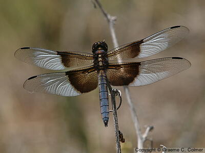 Widow Skimmer (Libellula luctuosa) - Adult male