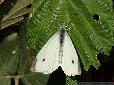 Cabbage White (Pieris rapae) - Adult
