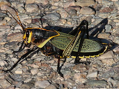 Romalea microptera - Adult