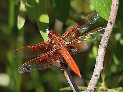 Flame Skimmer (Libellula saturata) - Adult male