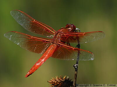 Flame Skimmer (Libellula saturata) - Adult male