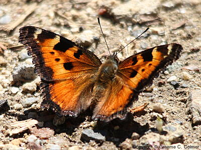California Tortoiseshell (Nymphalis californica) - Adult