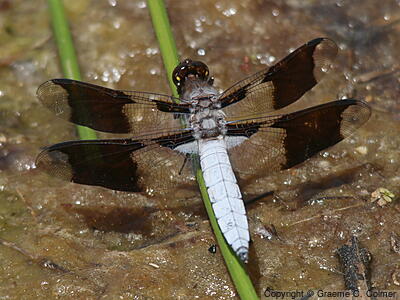 Common Whitetail (Plathemis lydia) - Adult male