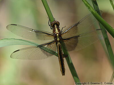 Widow Skimmer (Libellula luctuosa) - Adult female