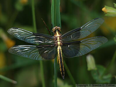 Widow Skimmer (Libellula luctuosa) - Adult female