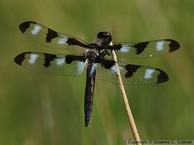 Twelve-spotted Skimmer (Libellula pulchella) - Adult