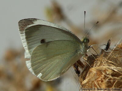 Cabbage White (Pieris rapae) - Adult