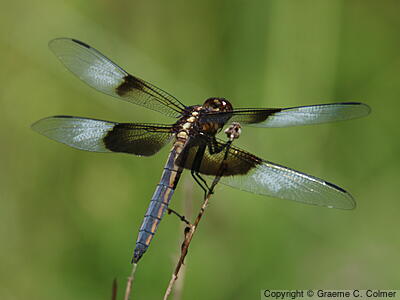 Widow Skimmer (Libellula luctuosa) - Adult male