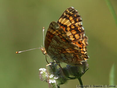 Northern Checkerspot (Chlosyne palla) - Adult
