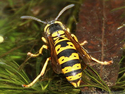 Western Yellowjacket (Vespula pensylvanica) - Adult