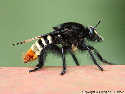 Robber Fly (Dasyllis haemorrhoa) - Adult