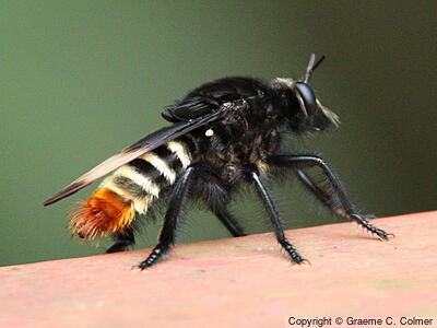 Robber Fly (Dasyllis haemorrhoa) - Adult