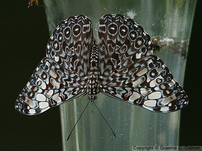 Variable Cracker (Hamadryas feronia) - Adult
