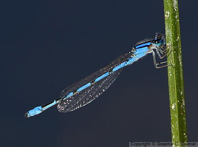 Common Blue Damselfly (Enallagma cyathigerum) - Adult