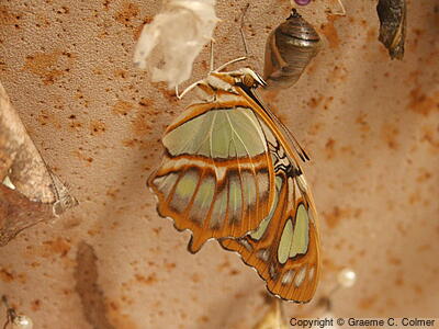 Malachite (Siproeta stelenes) - Adult